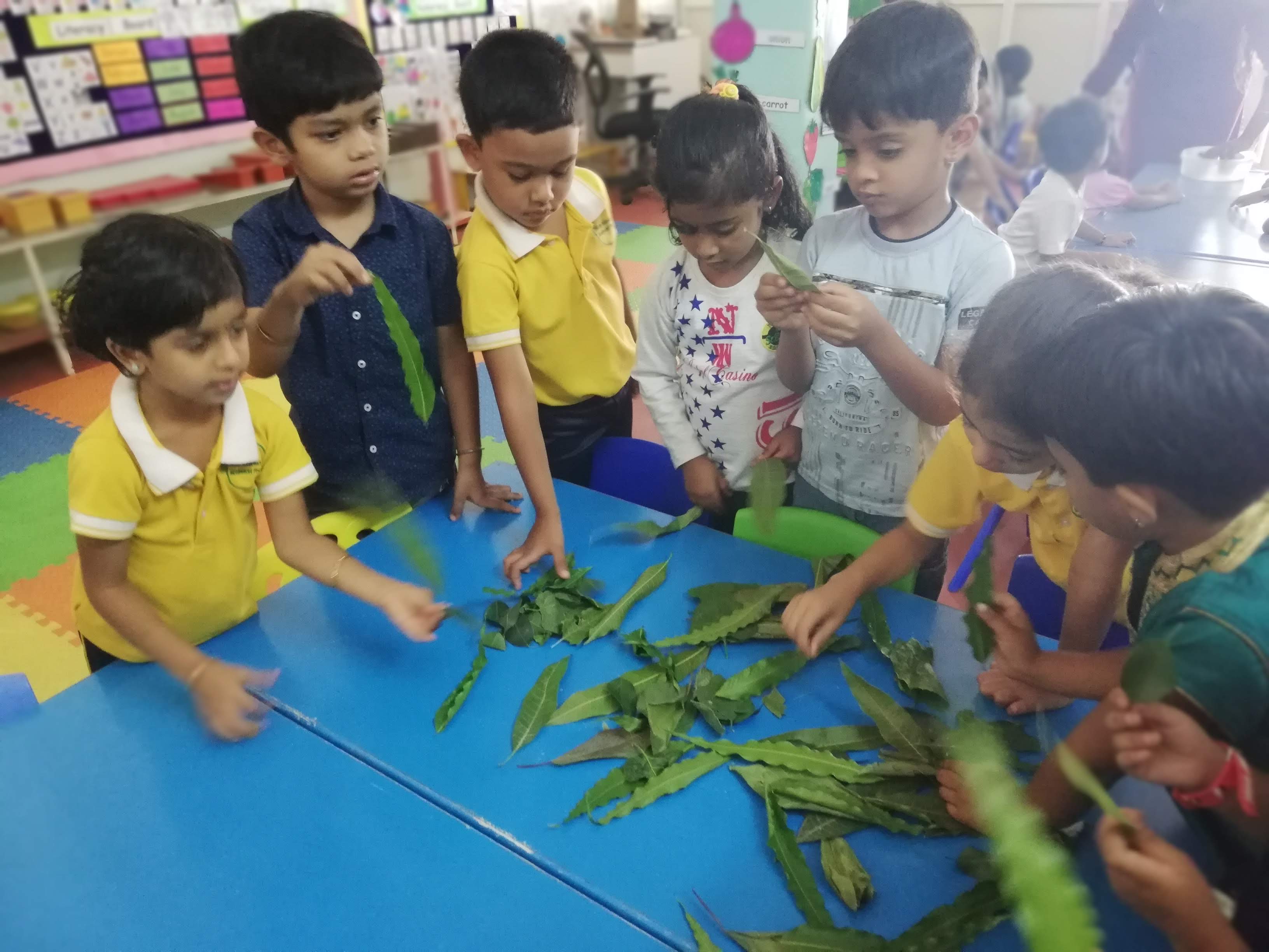 Child Observing diffferent types of leaves